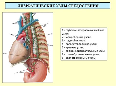 Лимфатическая система - презентация онлайн