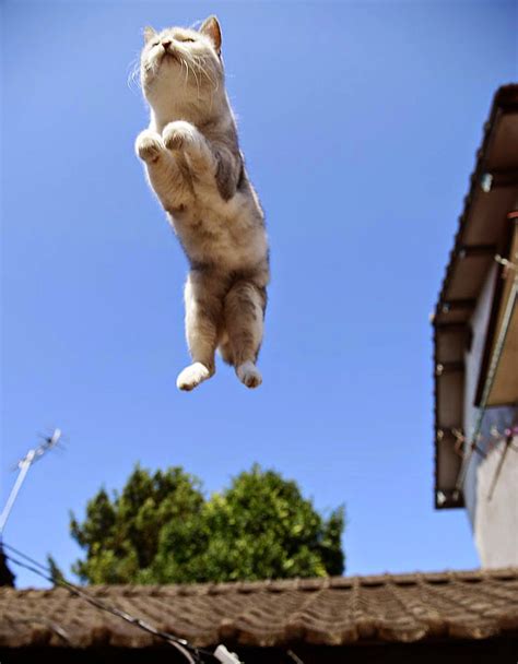 50 Funny Pictures of Cats Jumping | free download wallpaper