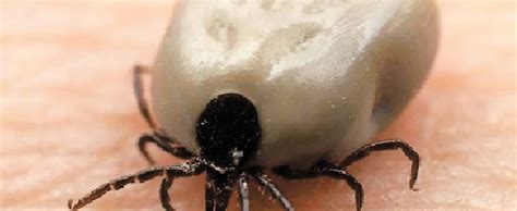 les tiques de retour au quebec le journal de montreal