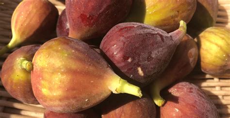 how to know when figs are ready to pick