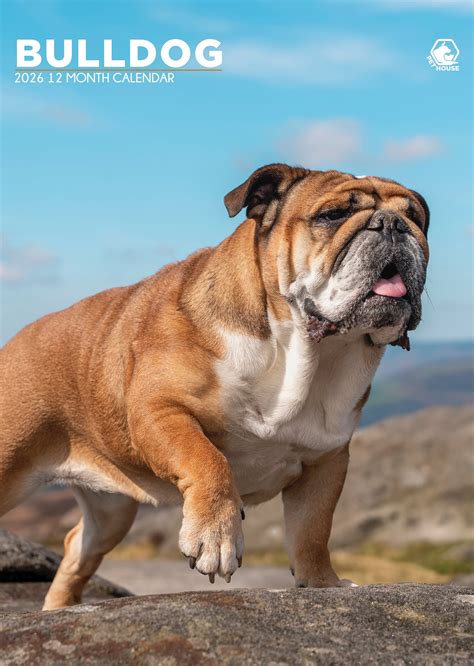 Engelse Bulldog A3 Kalender 2026 voor Hondenliefhebbers