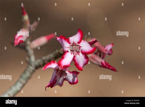 Impala Lily in flower Stock Photo - Alamy