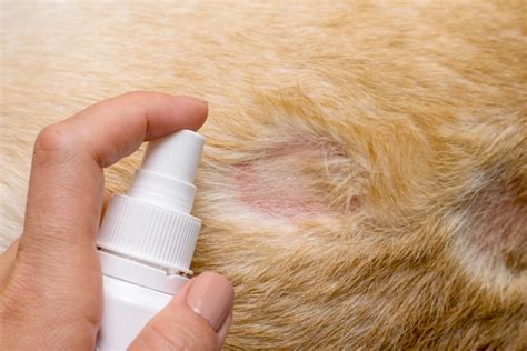 flea allergy dermatitis  dogs