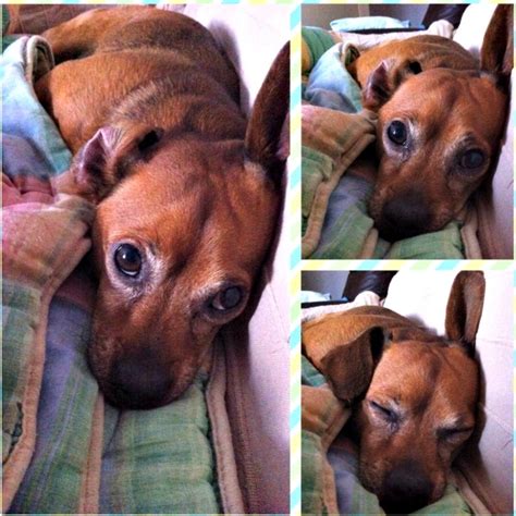 how old is too old to fix a dog