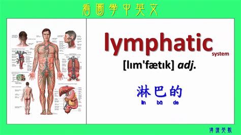 learning chinese  english vocabularies  body