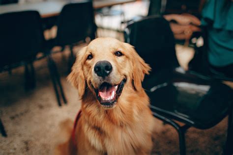 Garis hubungan antara manusia dan anjing sejak zaman purba
