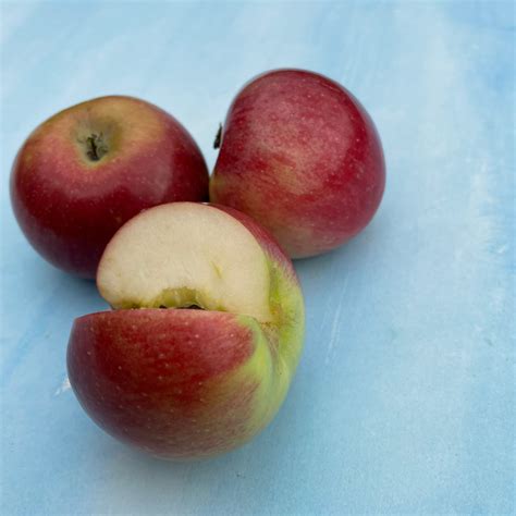 liberty apple tree 5