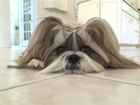 Ellie the Shih Tzu - Off to the pumpkin patch for @gizmomaurice birthday pawty today!! 🎃🎃🎃🎃We’re