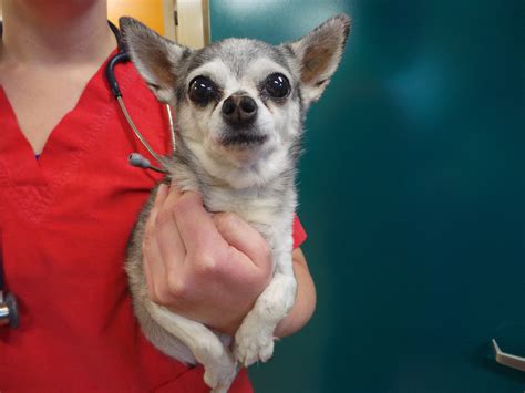 Free photo: Chihuahua - Bark, Bigears, Cute - Free Download - Jooinn