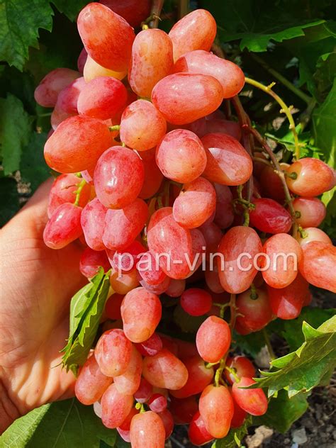 Дынька — pan-vin.com