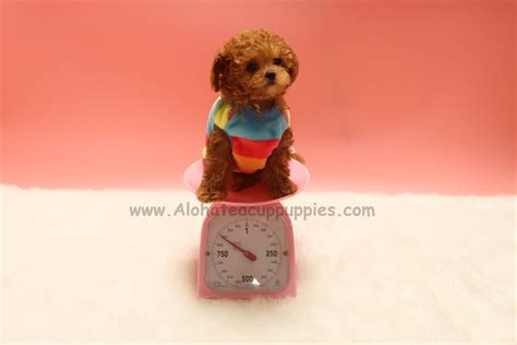 Cavapoo Puppies Dallas Texas