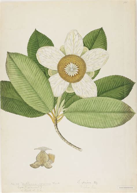 Dillenia indica L. | Plants of the World Online | Kew Science