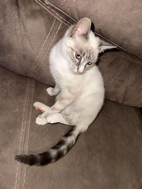 We think our new baby Willow might be half lynx point Siamese, what do