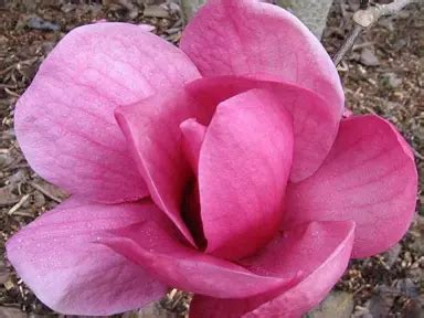 Buy Magnolia Arabian Night Plants | Free Shipping Over $150