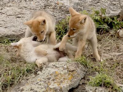 Ecobirder: Camera Critters: Coyote Pups