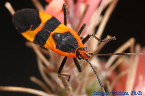 Hemiptera-Heteroptera-Lygaeidae-Oncopeltus fasciatus-Large Milkweed Bug ...