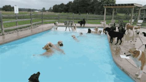 Dog GIF - Find & Share on GIPHY