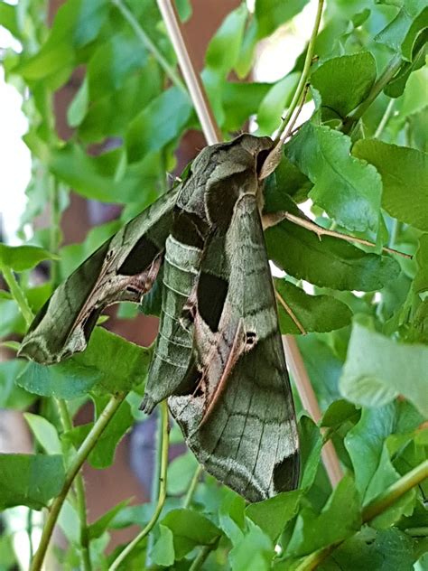 10000 best Bbw images on Pholder | BBW, Chubby and BB Wnudists