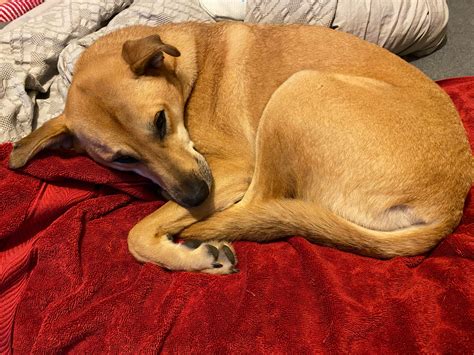 Rare Sighting-Worn Out Black Mouth Cur #DogPark : r/Blackmouthcur