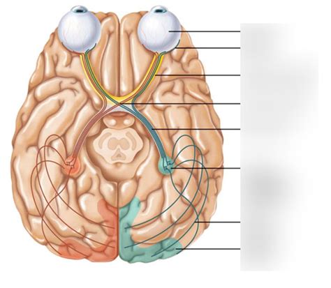 Optic Pathway Diagram | Quizlet