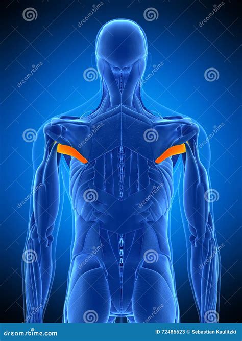 The Teres Major Stock Illustration | CartoonDealer.com #56287636