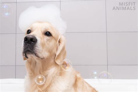 Homemade Flea Shampoo For Dogs: Best Recipes | Misfit Animals