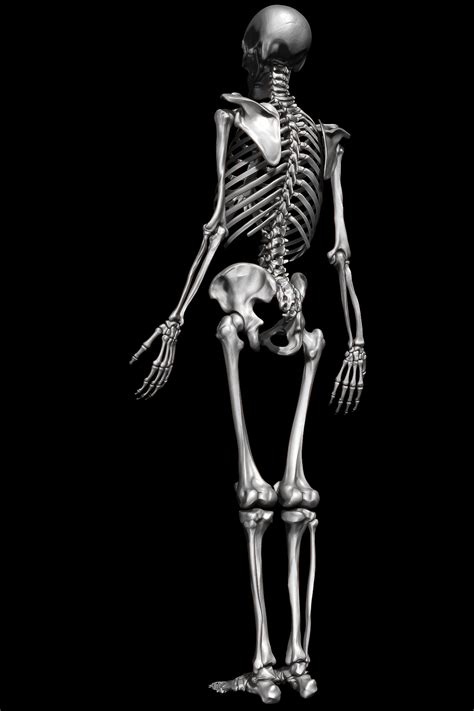 Joel Mongeon|Skeleton