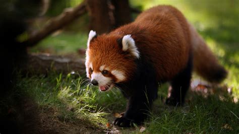 Animals - Animals Photo (16174969) - Fanpop