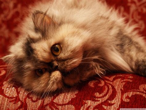 Persian Cat Wallpapers - 4k, HD Persian Cat Backgrounds on WallpaperBat