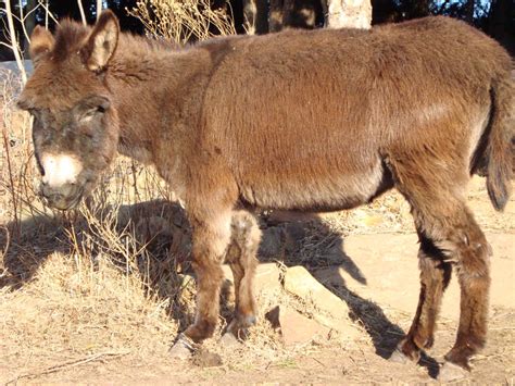 big bulky girl   scarlet nokitsune  deviantart