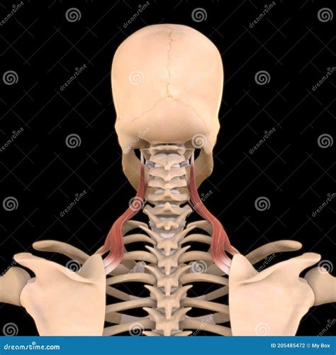 Levator Scapulae Muscle Anatomy for Medical Concept 3D Illustration