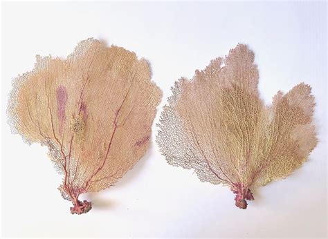 real sea fans lg natural choose  favorite bahama sea fans coral
