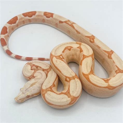 sunglow rlt boa big baby female