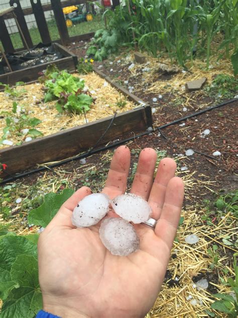Oh Hail! – Fort Collins Nursery