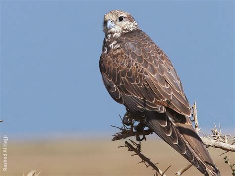 Saker Falcon | KuwaitBirds.org