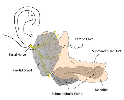 Salivary gland disease | enteducationswansea