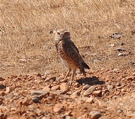 Burrowing Owl near nesting burrow. | Download Scientific Diagram