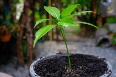 Mango Seedlings and Their Proper Care - Garden.eco