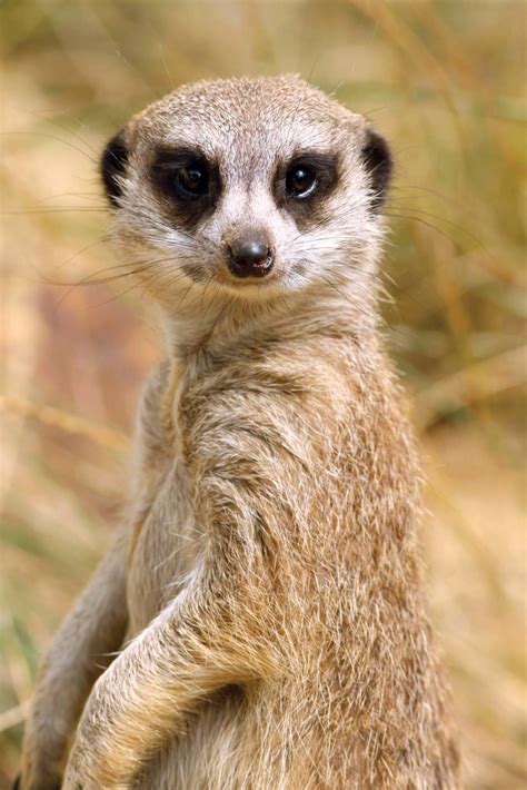 Meerkat | Characteristics, Habitat, Diet, Behavior, & Facts | Meerkat