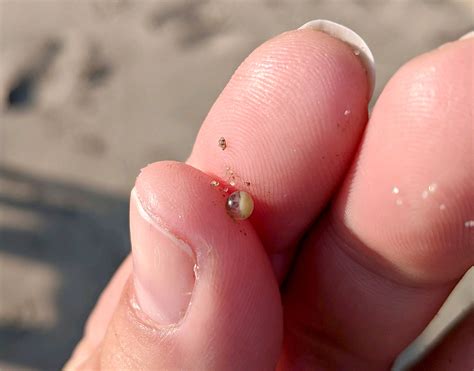 Baby Horseshoe Crab