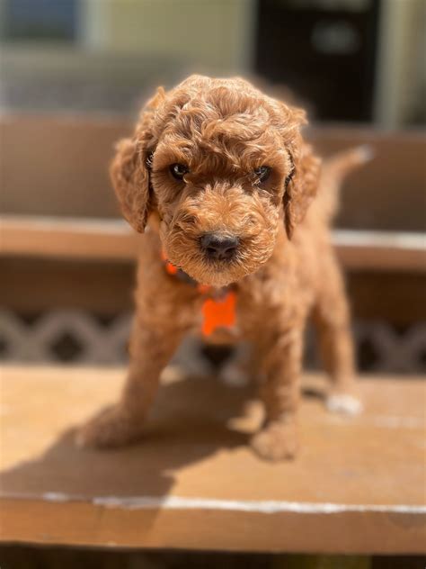 Red Door Poodles | AKC Standard & Miniature Poodles | Midwest Breeder