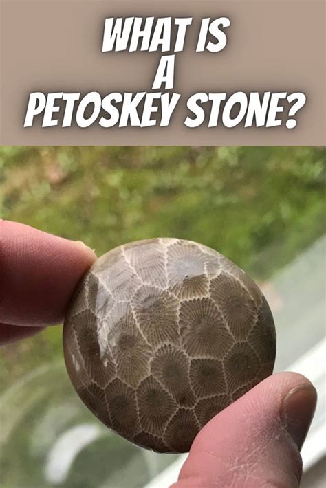 What Is A Petoskey Stone? (And The Best Place To Find Them!) | Petoskey ...