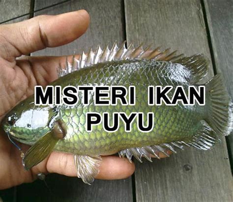 Hikayat Budak Pening: Misteri Ikan Puyu