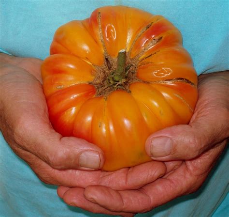 The Sharing Gardens : Saving Tomato Seeds