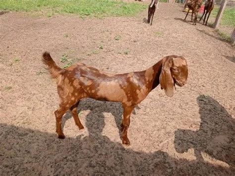 Brown Men Sirohi Goat Breed, Milk, Weight: Kg at ₹ 210/kg in Nagaur ...