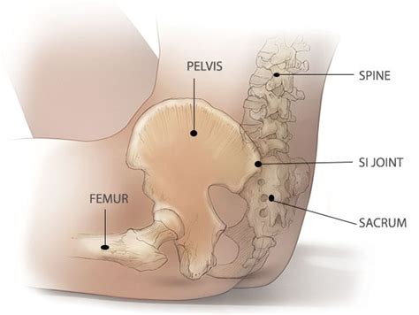 Sacral Spine Anatomy