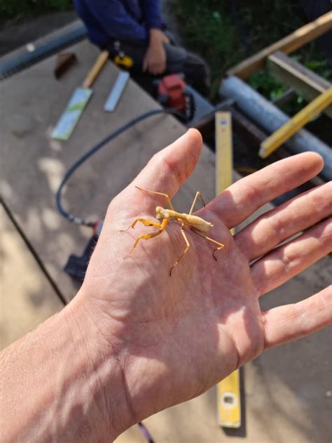 pale mantis molt mutant  south east australia