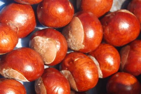 inspirations conkers activities muddy faces