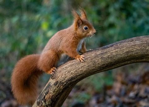 Gut bacteria may explain why grey squirrels outcompete reds – new