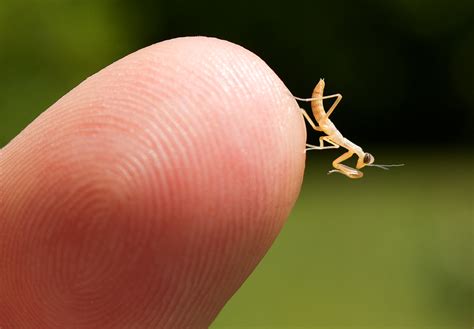 Praying Mantis Baby - Picture | eBaum's World